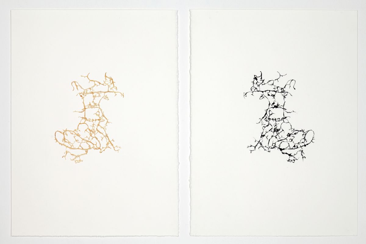 Léa Barbazanges - Drawings of a clementine-0