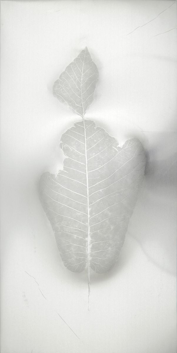 Léa Barbazanges - Magnolia macrophylla – the masks (triptych)-0