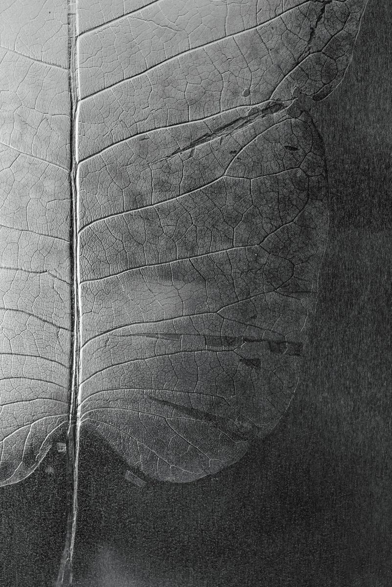 Léa Barbazanges - Magnolia macrophylla – the masks (triptych)-1