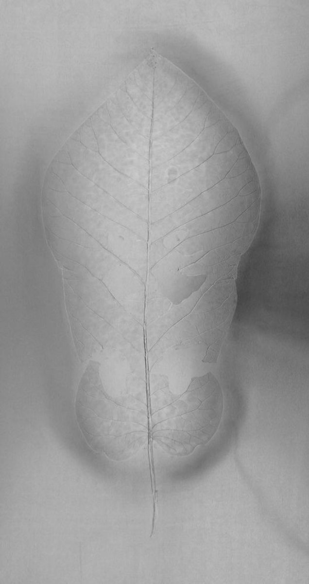 Léa Barbazanges - Magnolia macrophylla – the masks (triptych)-2