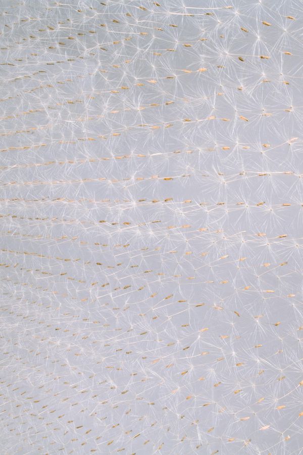 Léa Barbazanges - Surface of dandelion akenes