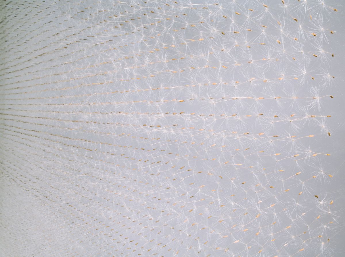 Léa Barbazanges - Surface of dandelion akenes-1
