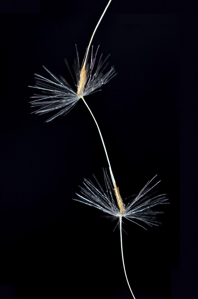 Léa Barbazanges - Thread of a single dandelion-2