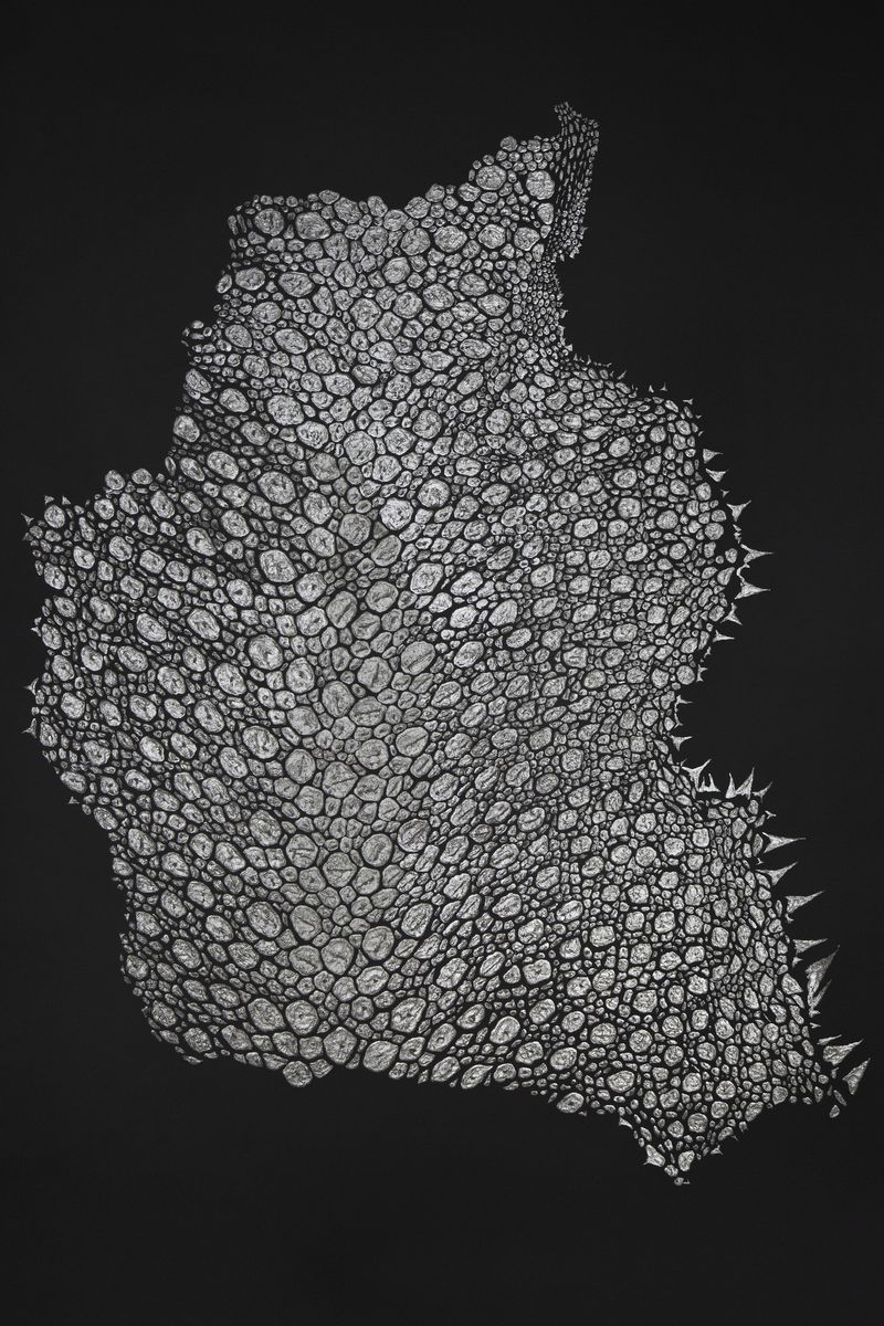 Léa Barbazanges - Moult drawing-0